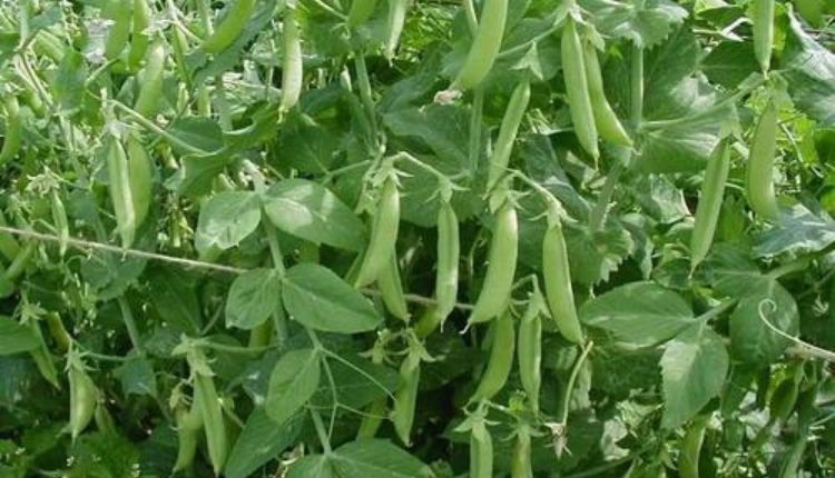 मटर की खेती vegetable pea farming