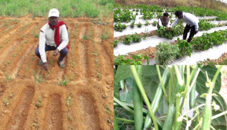 सब्जियों की खेती vegetable farming