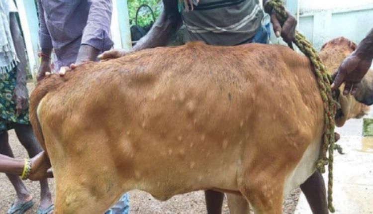 Lumpy Skin Disease