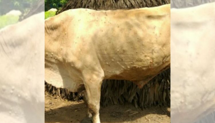 Lumpy Skin Disease