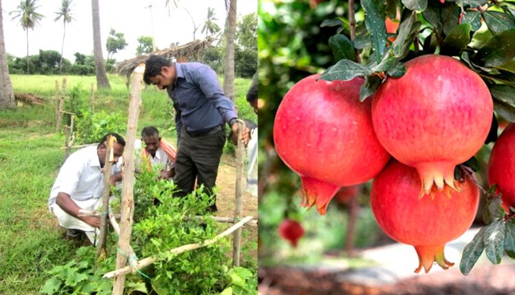 अनार बैक्टीरियल ब्लाइट रोग Bacterial Blight in Pomegranate