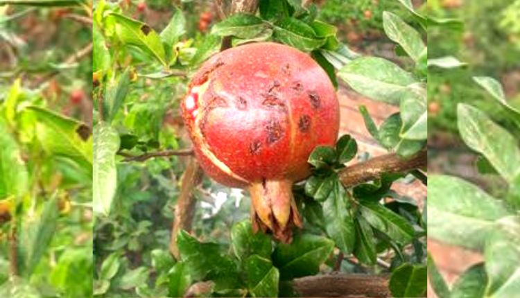 अनार बैक्टीरियल ब्लाइट रोग Bacterial Blight in Pomegranate