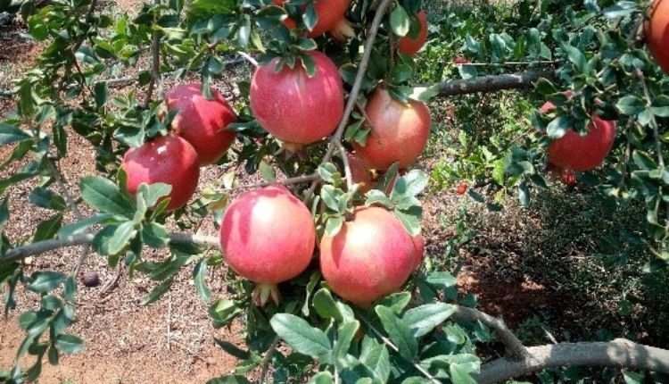 अनार बैक्टीरियल ब्लाइट रोग Bacterial Blight in Pomegranate