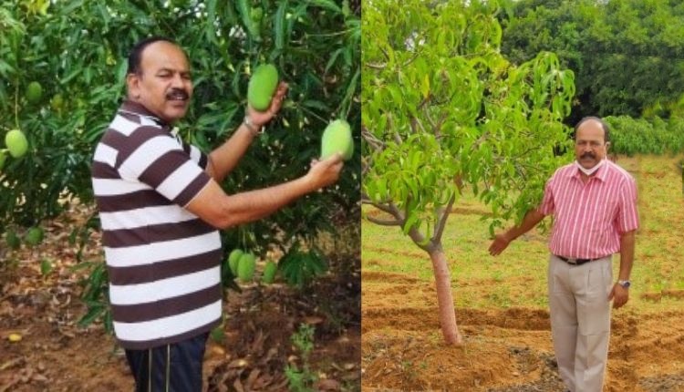 आम की खेती mango cultivation