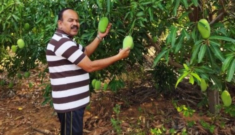 आम की खेती mango cultivation