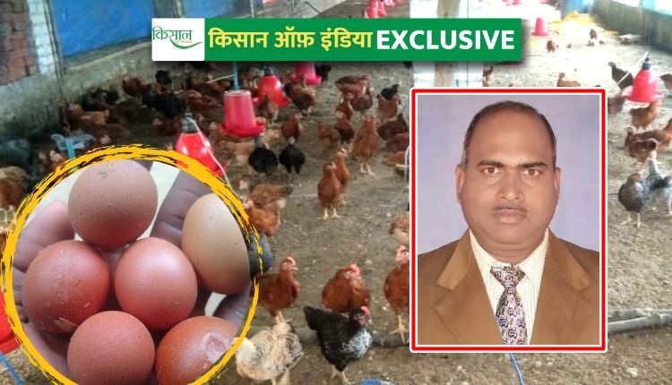Layer Poultry Farming: लेयर मुर्गी पालन