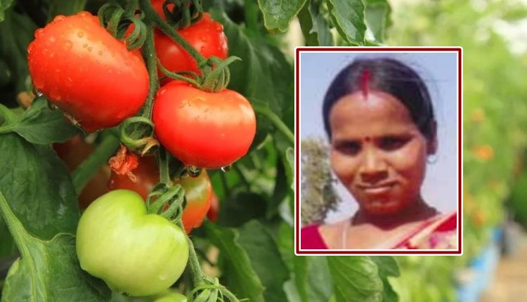Tomato Cultivation: टमाटर की खेती