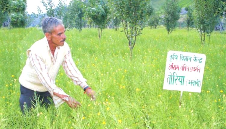 Toria Crop तोरिया की खेती