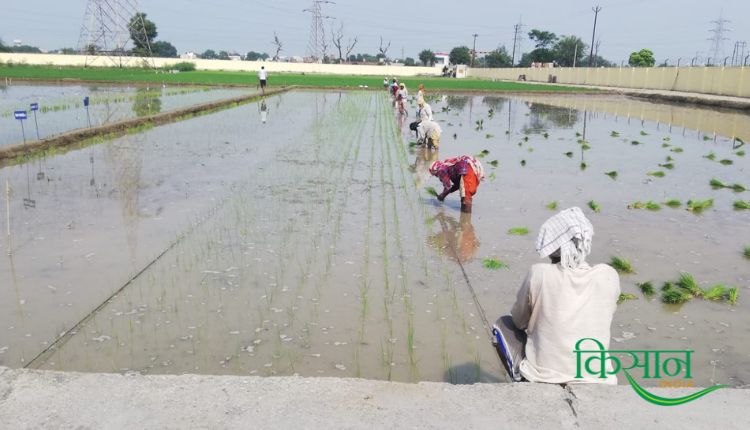 धान की खेती paddy farming