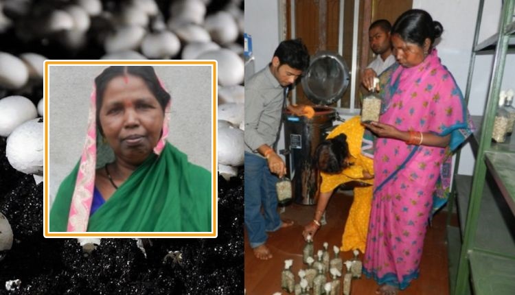 मशरूम उत्पादन mushroom farming