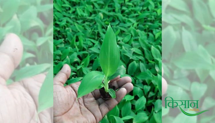 केले की खेती में टिश्यू कल्चर तकनीक tissue culture technique in banana cultivation