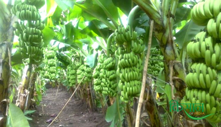 केले की खेती में टिश्यू कल्चर तकनीक tissue culture technique in banana cultivation
