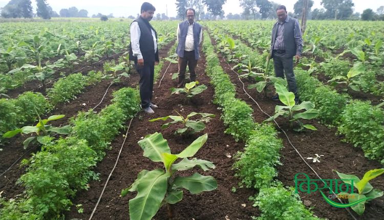 केले की खेती में टिश्यू कल्चर तकनीक tissue culture technique in banana cultivation