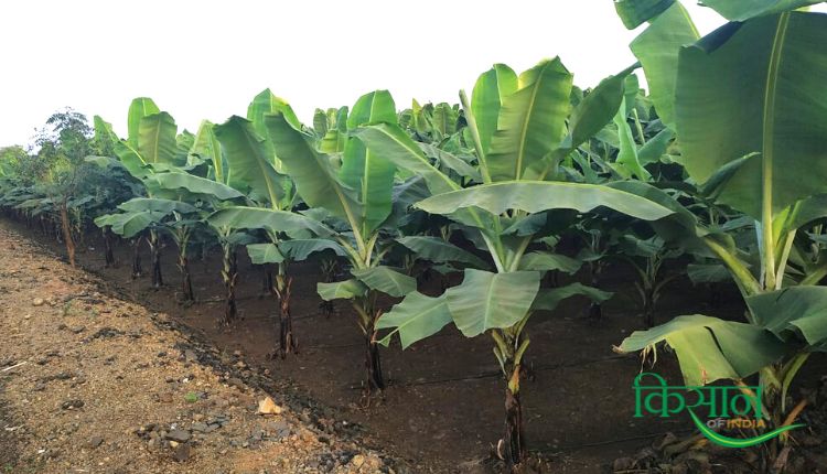 केले की खेती में टिश्यू कल्चर तकनीक tissue culture technique in banana cultivation