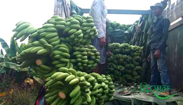 केले की खेती में टिश्यू कल्चर तकनीक tissue culture technique in banana cultivation