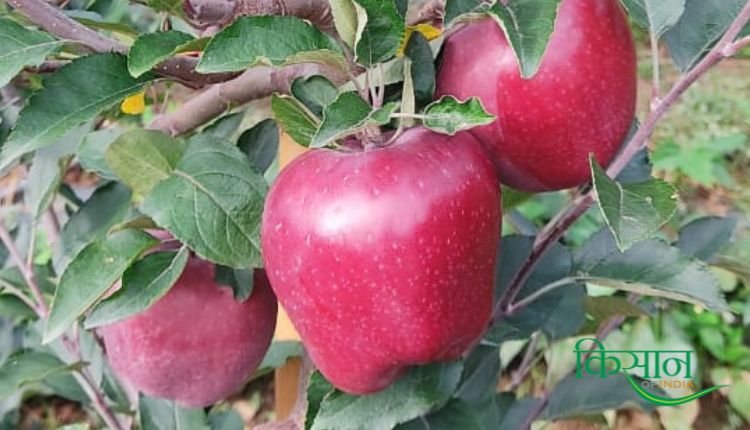 हाई डेंसिटी तकनीक से सेब की खेती high density method in apple farming