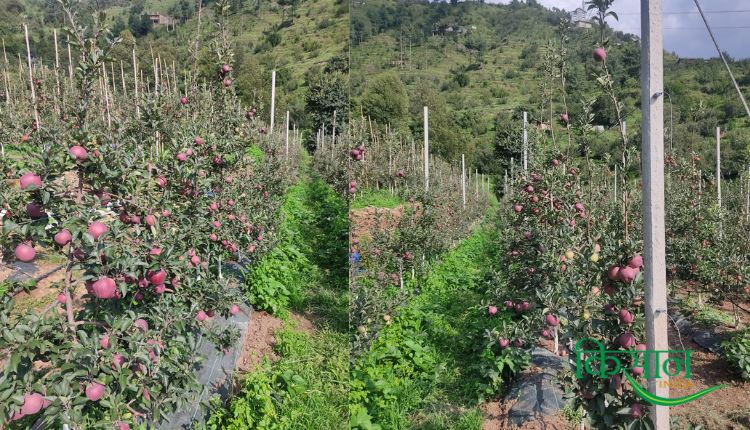 हाई डेंसिटी तकनीक से सेब की खेती high density method in apple farming