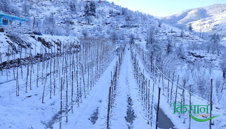 हाई डेंसिटी तकनीक से सेब की खेती high density method in apple farming
