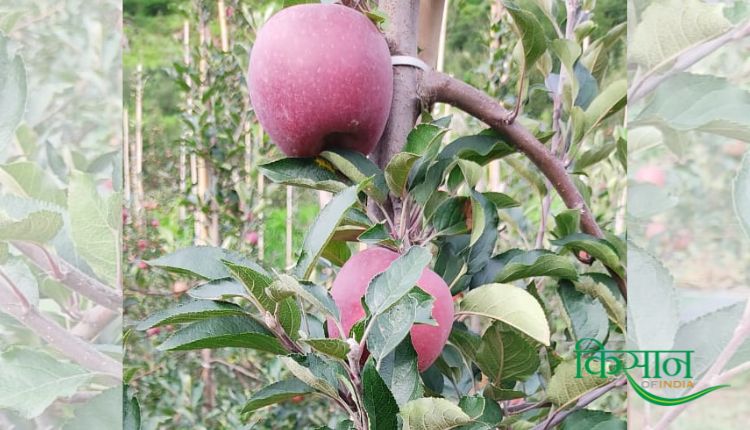 हाई डेंसिटी तकनीक से सेब की खेती high density method in apple farming