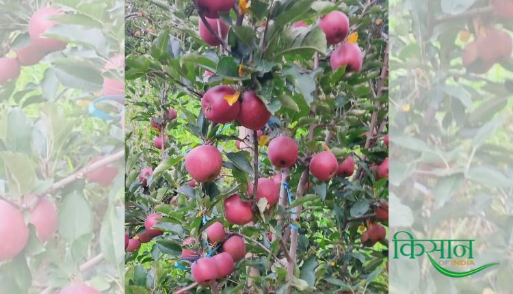 हाई डेंसिटी तकनीक से सेब की खेती high density method in apple farming