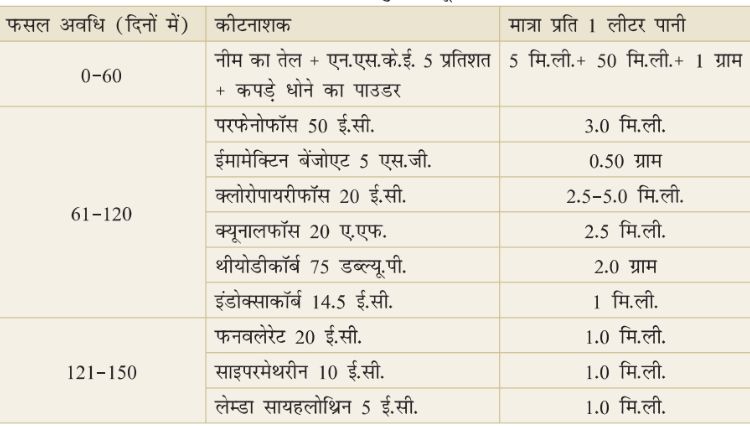 गुलाबी सूंडी कपास की फसल gulabi sundi