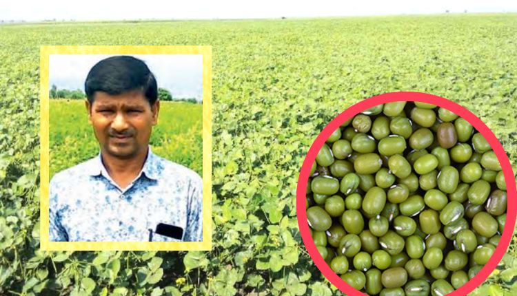 mung bean seed production बीज उत्पादन