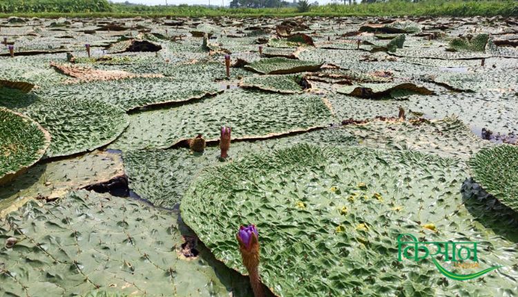 Makhana farming