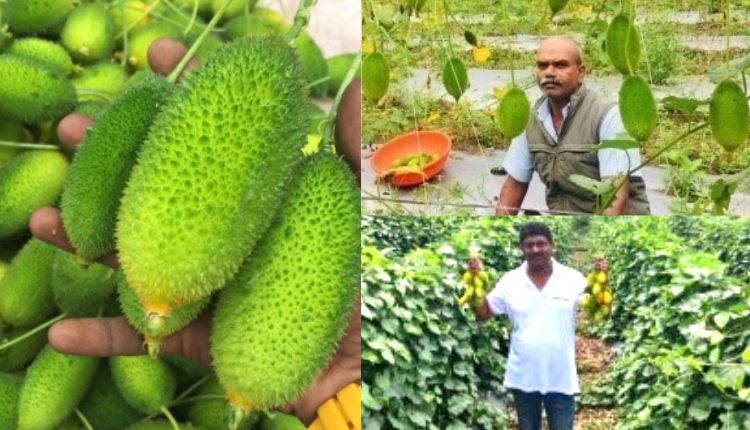 Teasel Gourd: छोटी जोत में कंटोला की खेती kantola ki kheti