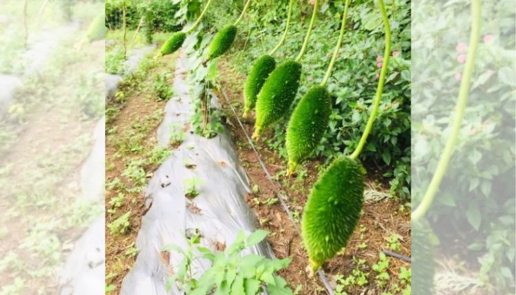 Teasel Gourd: छोटी जोत में कंटोला की खेती kantola ki kheti