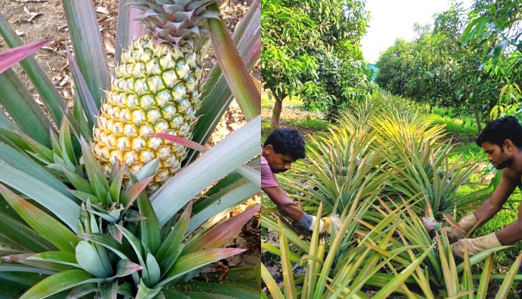 आम के साथ अनानास की खेती intercropping farming