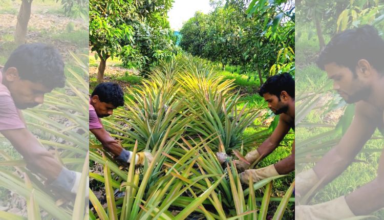 आम के साथ अनानास की खेती intercropping farming