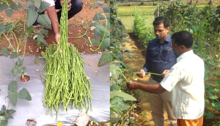 लंबी लोबिया की खेती yard long bean