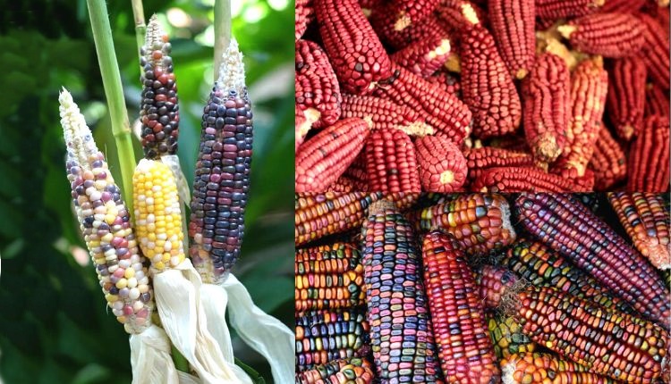 रंगीन मक्के की खेती multi colored corn cultivation