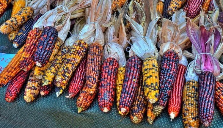 रंगीन मक्के की खेती multi colored corn cultivation