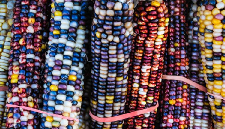 रंगीन मक्के की खेती multi colored corn cultivation