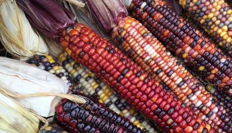 रंगीन मक्के की खेती multi colored corn cultivation