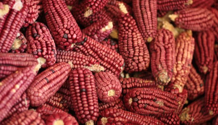 रंगीन मक्के की खेती multi colored corn cultivation