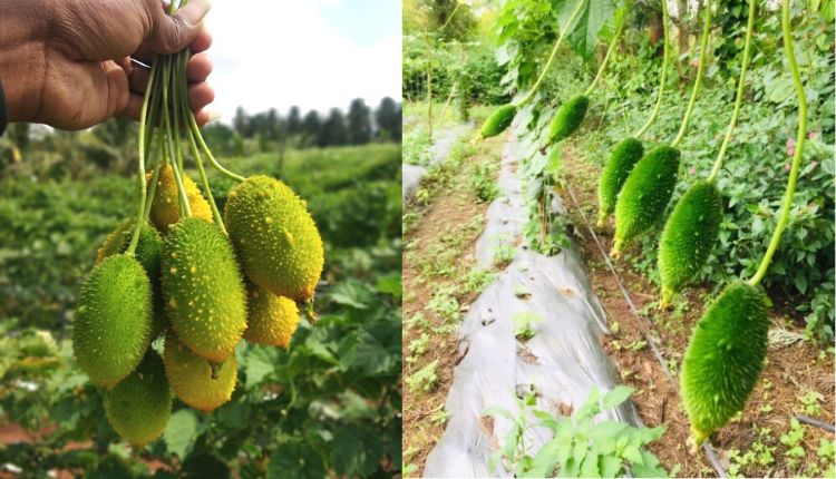 Teasel Gourd: कंटोला की खेती