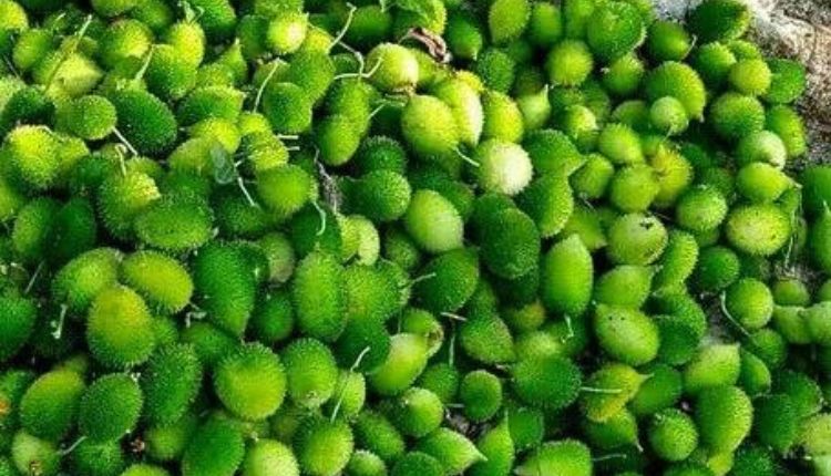 Teasel Gourd: कंटोला की खेती