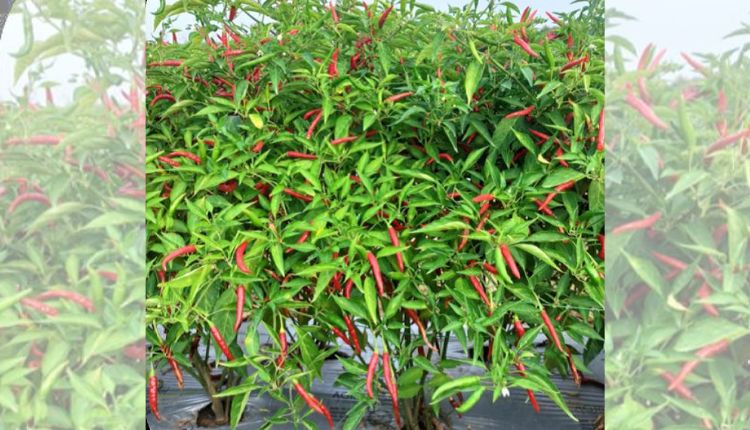 मिर्च की खेती chilli cultivation 