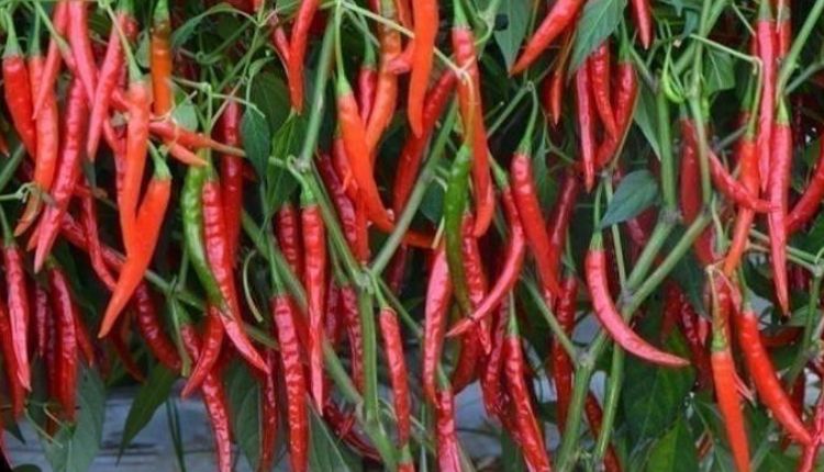 मिर्च की खेती chilli cultivation मिर्च की किस्म अर्का तन्वी
