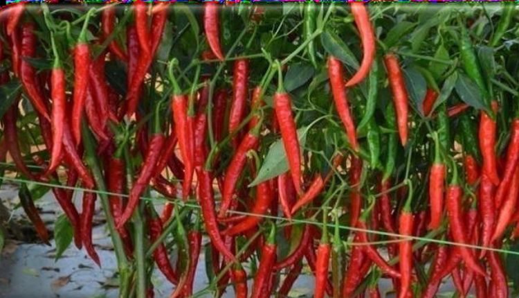 मिर्च की खेती chilli cultivation मिर्च की किस्म अर्का तन्वी
