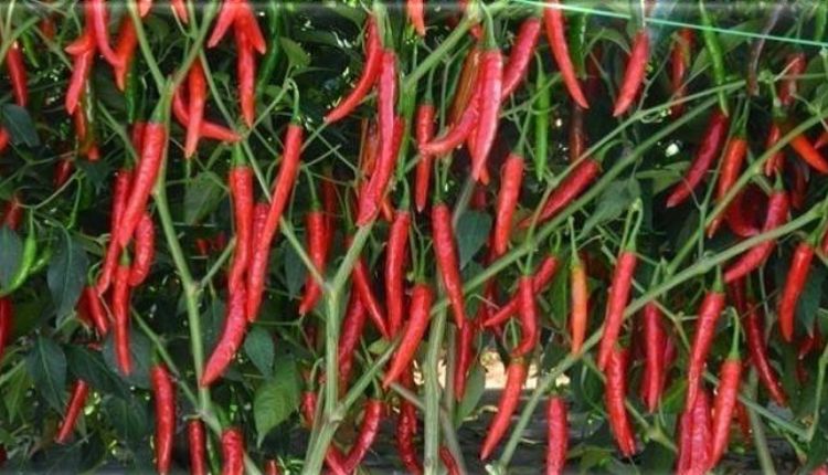 chilli cultivation