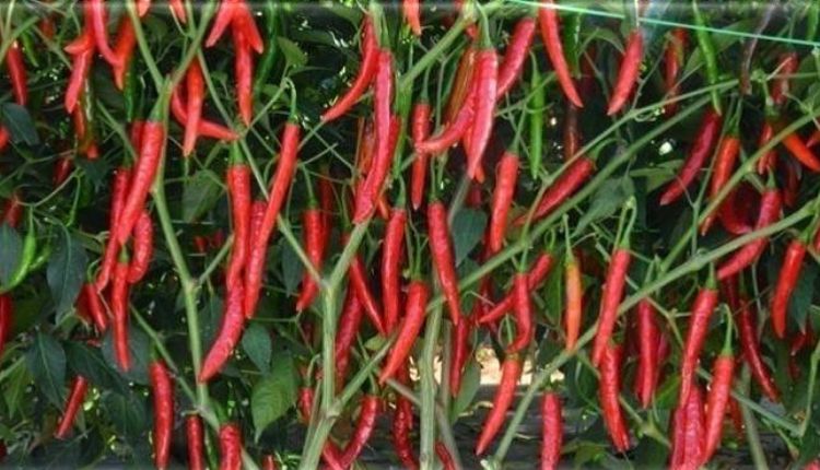 chilli cultivation