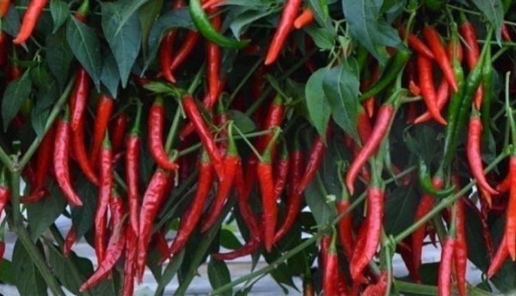 chilli cultivation