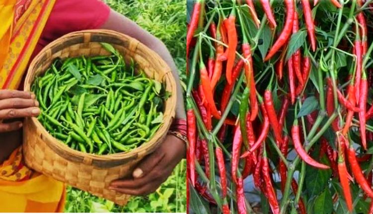 मिर्च की खेती chilli cultivation मिर्च की किस्म