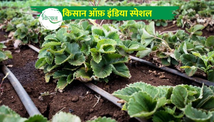 Drip irrigation: टपक सिंचाई सिस्टम