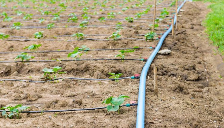 Drip irrigation: टपक सिंचाई सिस्टम
