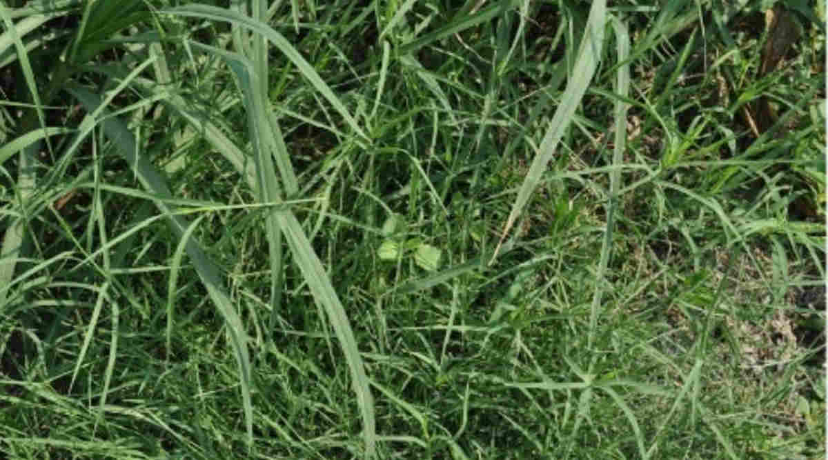 खरपतवार की रोकथाम weed management in kharif crops