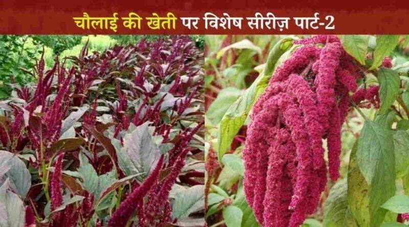 चौलाई की खेती Amaranth Cultivation